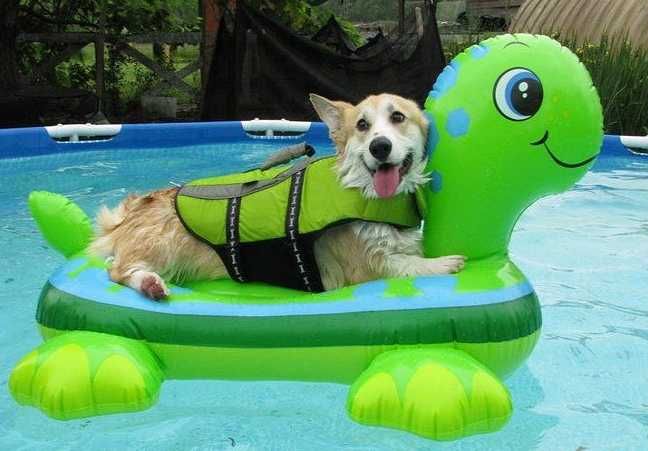 Corgi-Pool Corgi Pool