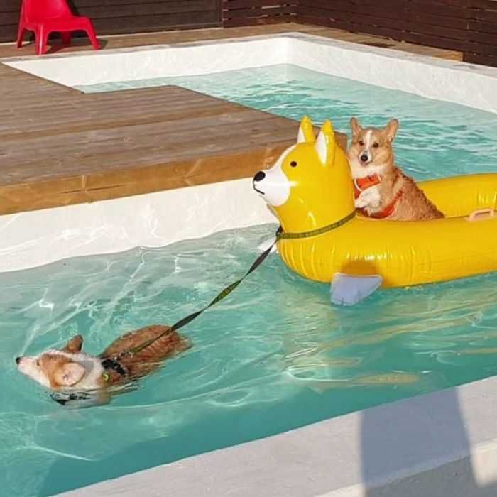 Corgi-Pulls-Float Corgi Pulls Float