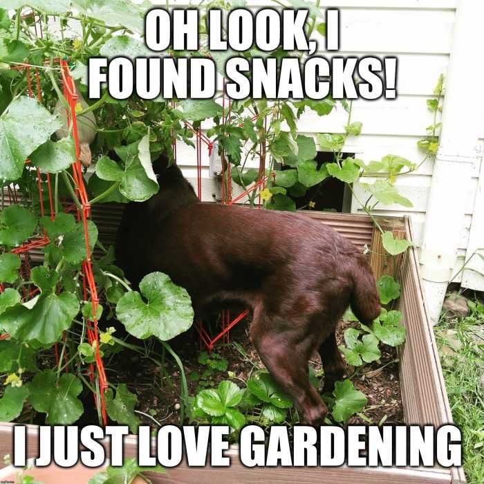 Garden-Found-Snacks Garden Found Snacks