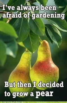 Garden-Grow-Pear Gardening Meme About Being Afraid Of Gardening But Deciding To Growing A Pear