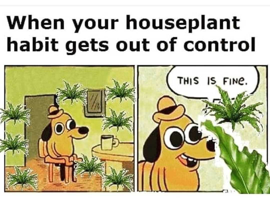 Garden-Houseplant-Habit Garden Houseplant Habit