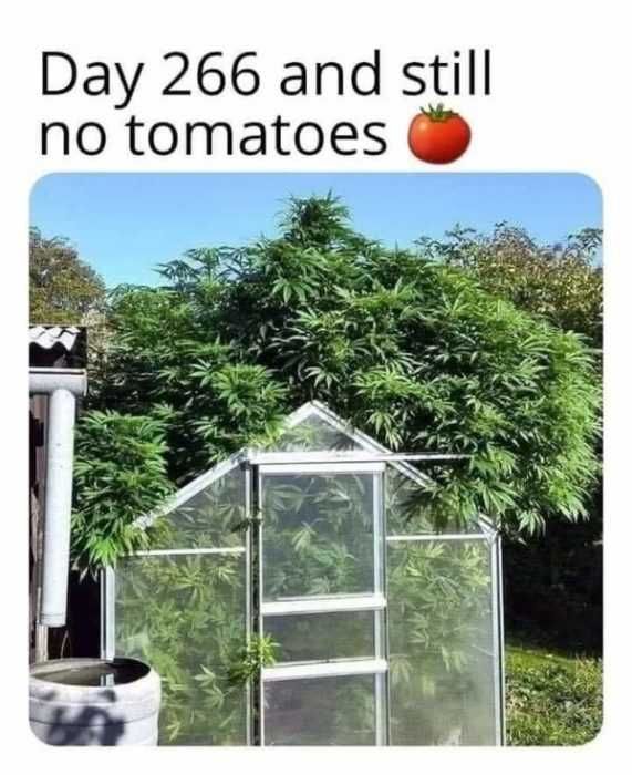 Garden-No-Tomatoes Garden No Tomatoes