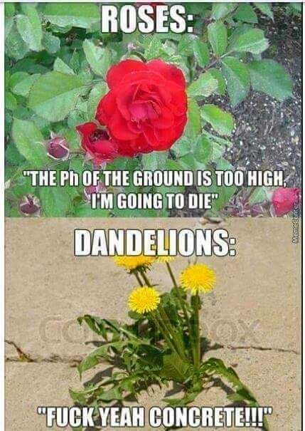 Garden-Ph Garden Ph