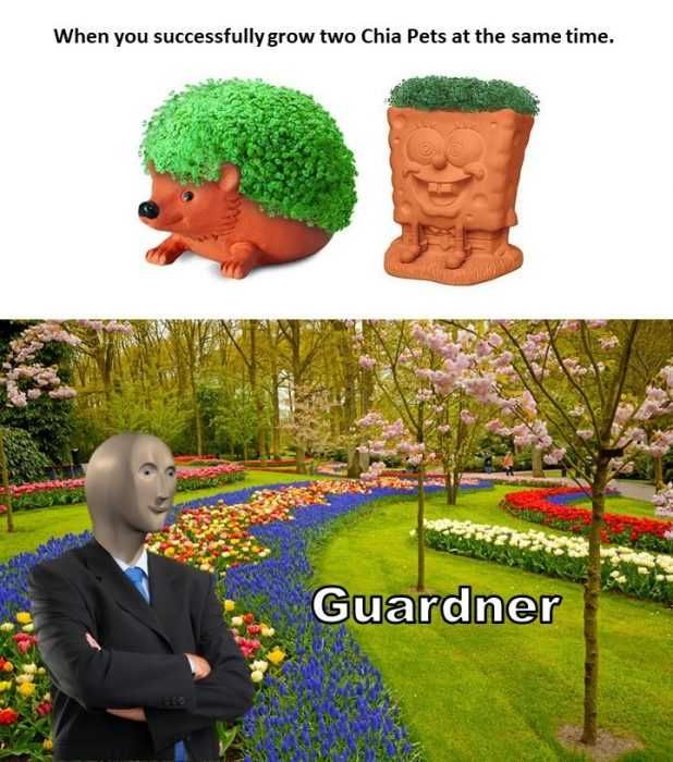 Garden-Two-Chia-Plants Garden Two Chia Plants