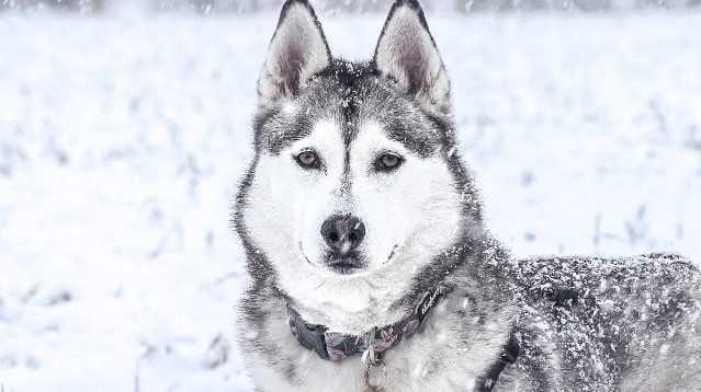 Husky-Picture Female Husky In Snow