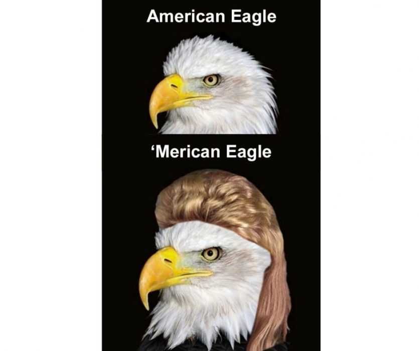 Karen-Eagle-Meme American Eagle Vs 'Merican Eagle With Karen Hair