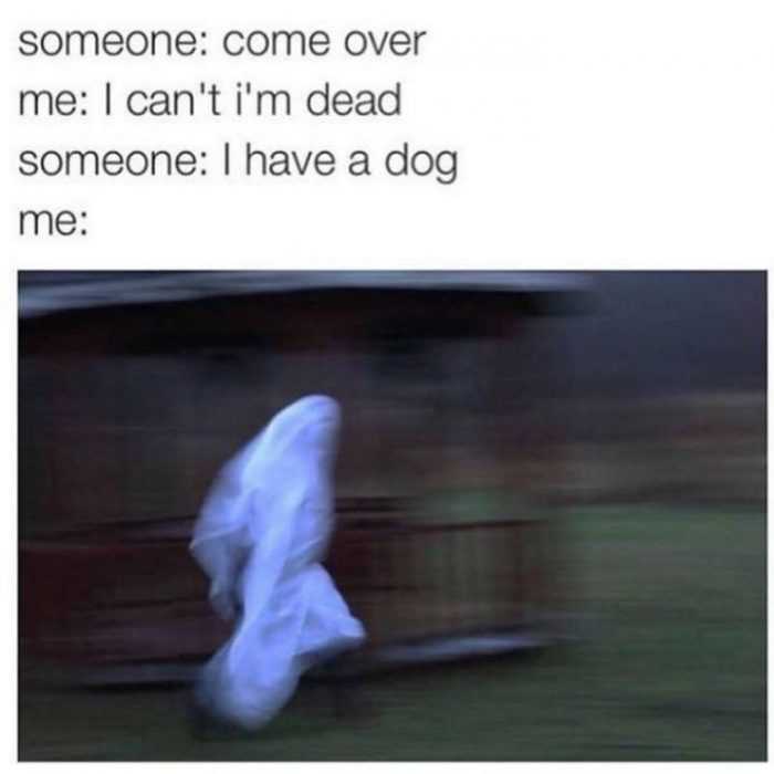 Meme Have A Dog