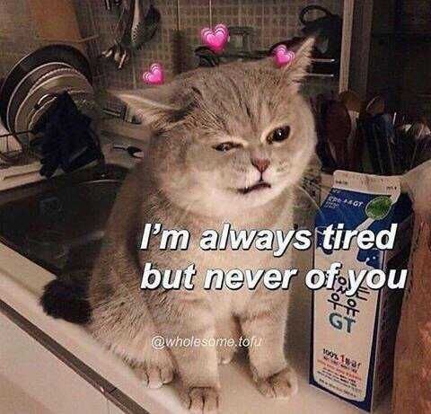 Meme-Never-Tired Meme Never Tired