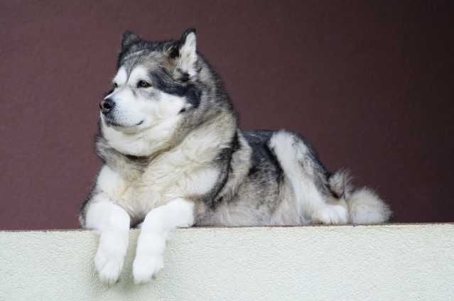 Old-Black-And-White-Malamute Male Samoyed On Ledge
