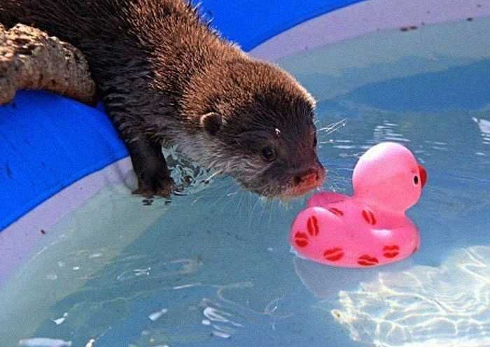 Otter-Pool-Paddle Otter Pool Paddle