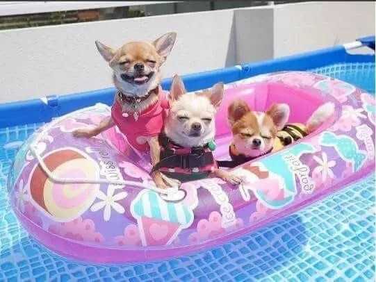 Pool-Dog-Pool-Grouip Pool Dog Pool Grouip