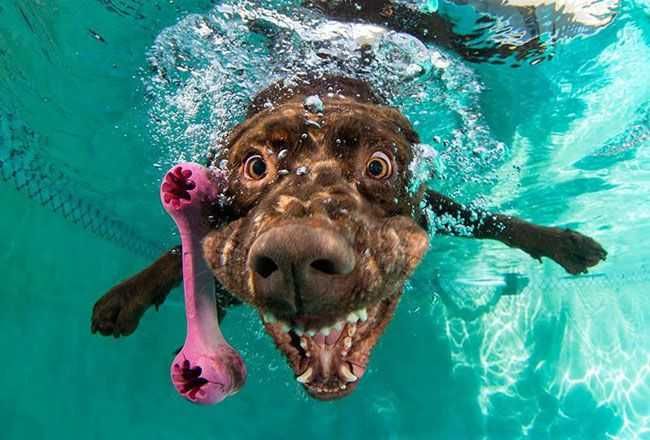 Pool-Dog-Pool-Toy Pool Dog Pool Toy