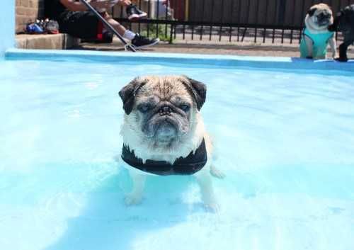 Pool-Dog-Pug Pool Dog Pug