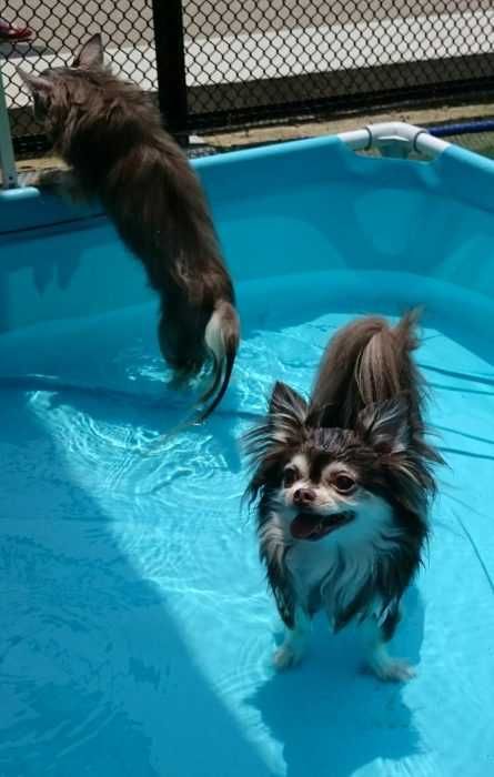 Pool-Fluffy Pool Fluffy