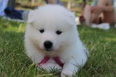 Samoyed-Puppy Cute Samoyed Puppy Deserves A Fittingly Unique Nordic Dog Name
