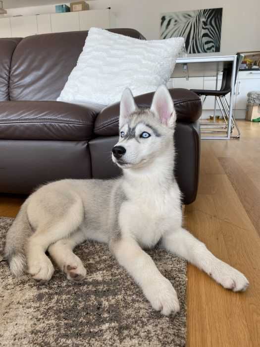 Img_3846 Luna The Puppy Looking Quite Big Now!
