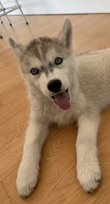 Img_5271 Luna Husky Puppy Awake After Nap
