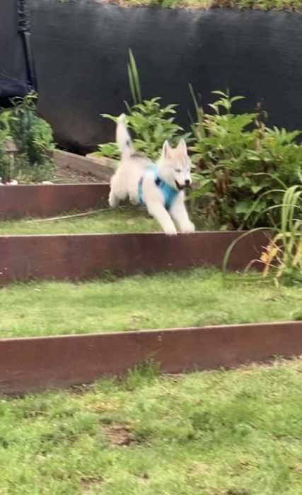 Img_5302 Luna Husky Puppy Running Like The Wind