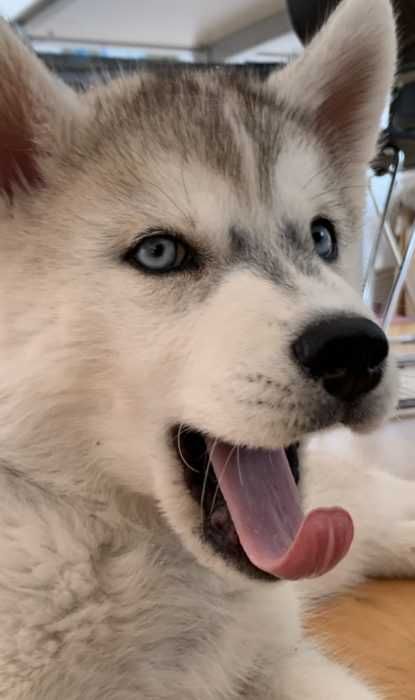 Img_5303 Luna Husky Puppy Mid Yawn