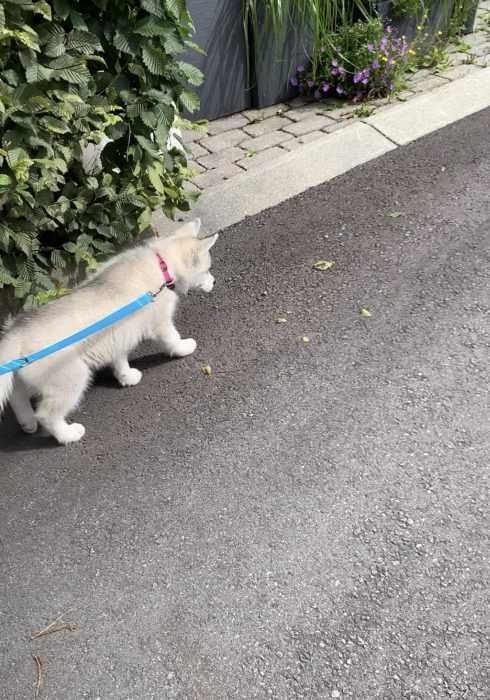 Img_5476 Luna The Husky Pup Going For A Walk