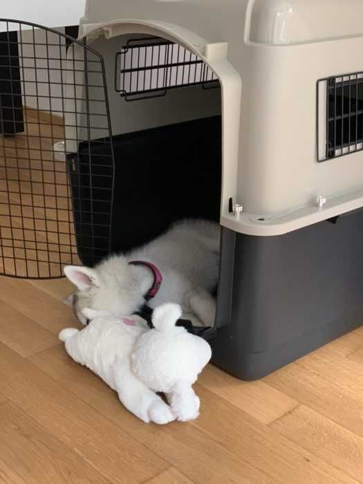 Img_5477 Luna The Husky Pup Having An Afternoon Nap In Her Crate