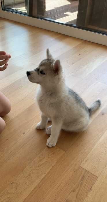 Img_5478 Luna The Husky Pup Learning To Sit