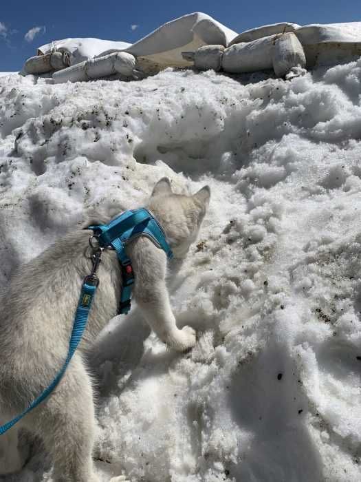 Img_5595-2 Luna Husky Pup Stepping On Snow Hesitantly