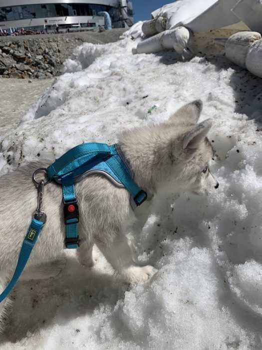 Img_5599 Luna The Husky Puppy Seeing Snow For The First Time