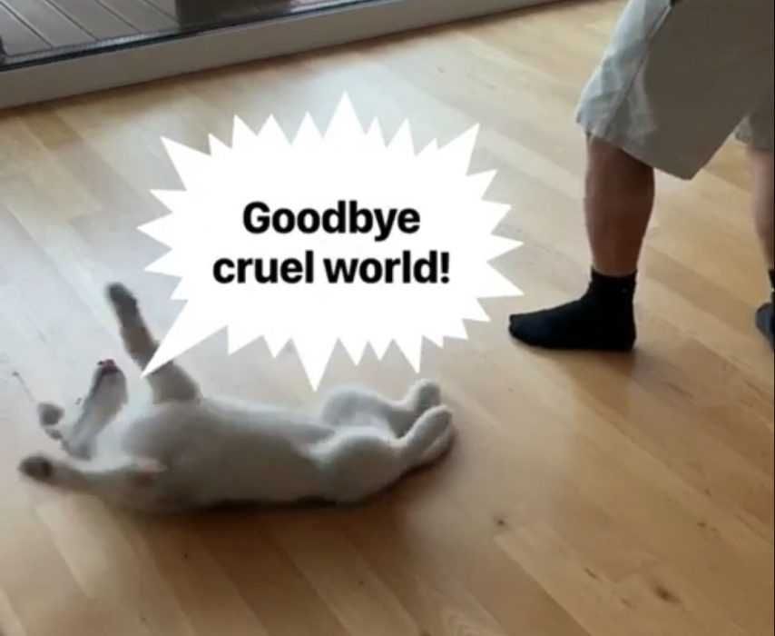 Luna The Husky Puppy Learning To Play Dead Luna The Husky Puppy Learning To Play Dead