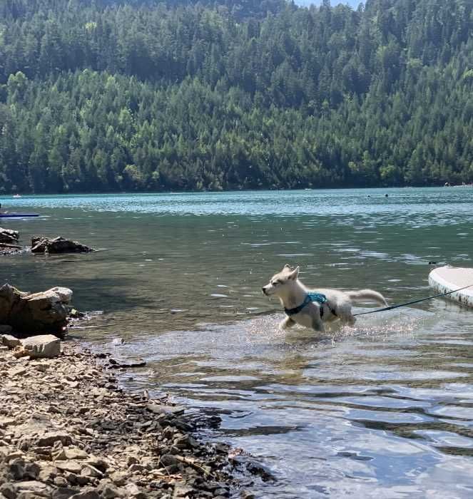 Img_6050 Luna The Husky Puppy In A Lake To Cool Off