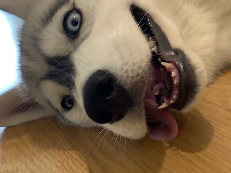 Husky Puppy Loses First Tooth Luna Lost Her First Tooth