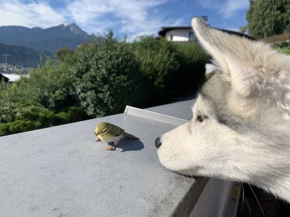 Img_6667 Luna Meets A Bird