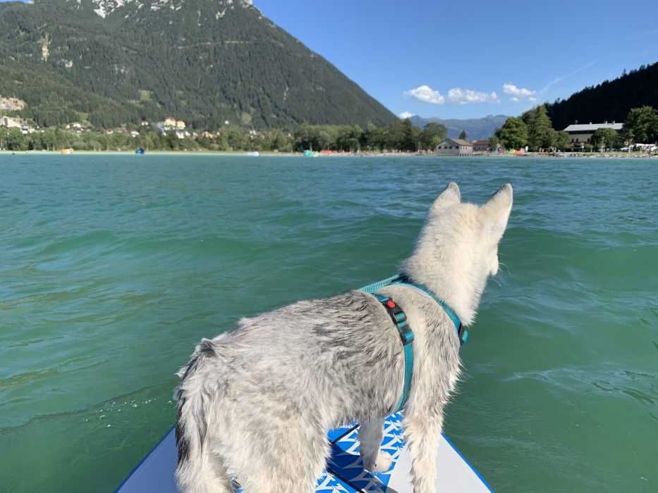 Img_6705 Luna On A Sup After A Swim