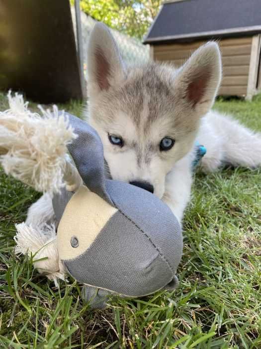 Luna-The-Husky-Puppy-Lying-Down-In-Front-Of-Dog-House-With-New-Toy Husky Puppy Lying On Grass Chewing On Toy
