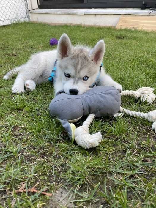 Luna-The-Husky-Puppy-Lying-Down-In-Grass-With-Toy Husky Puppy Lying On Grass Chewing On Toy 2