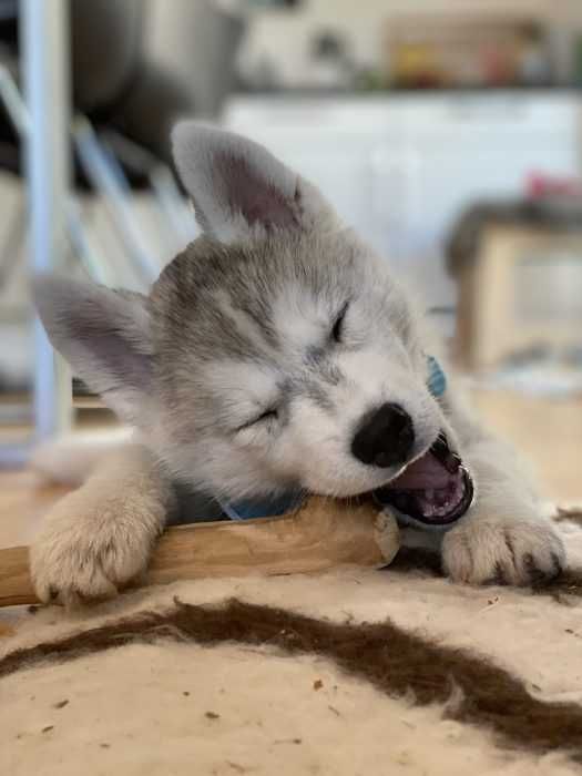 Luna-The-Husky-Puppy-Lying-On-Carpet-With-Eyes-Closed-While-Chewing-On-Stick Husky Puppy Lying On Carpet Chewing On Stick With Eyes Closed
