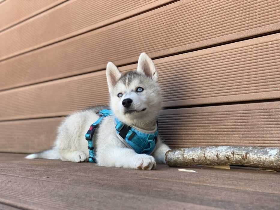 Luna-The-Husky-Puppy-Lying-On-Deck-Looking-Up Husky Puppy On Deck With Big Stick Looking Up