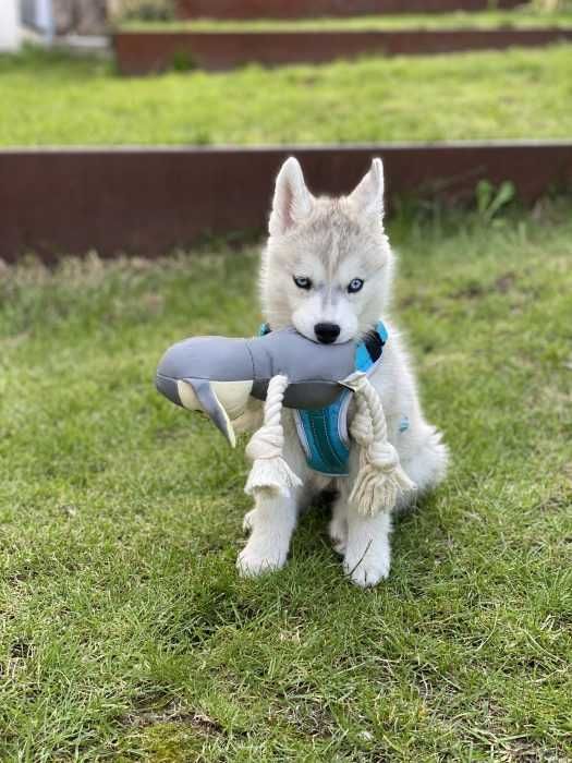 Luna-The-Husky-Puppy-Sitting-Down-With-New-Toy Husky Puppy Sitting On Grass Holding On To Toy In Mouth