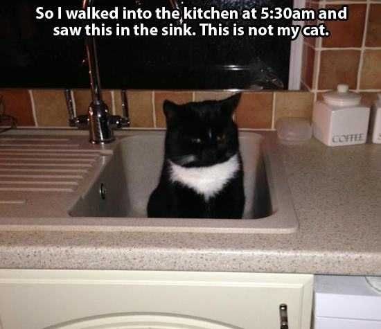Cat-Come-Get Cat Come Get