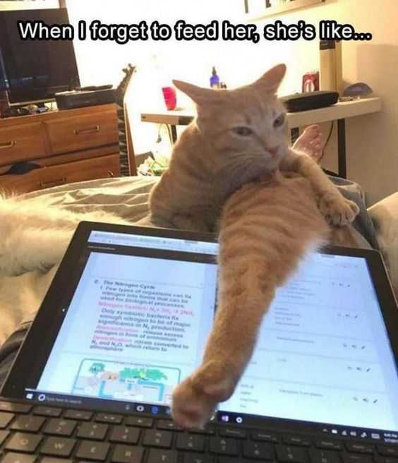 Cat-Forget-To-Feed Cat Forget To Feed