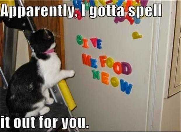 Cat-Give-Food-Meow Cat Give Food Meow