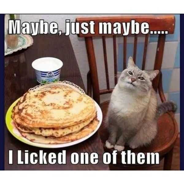 Cat-Licked Cat Licked