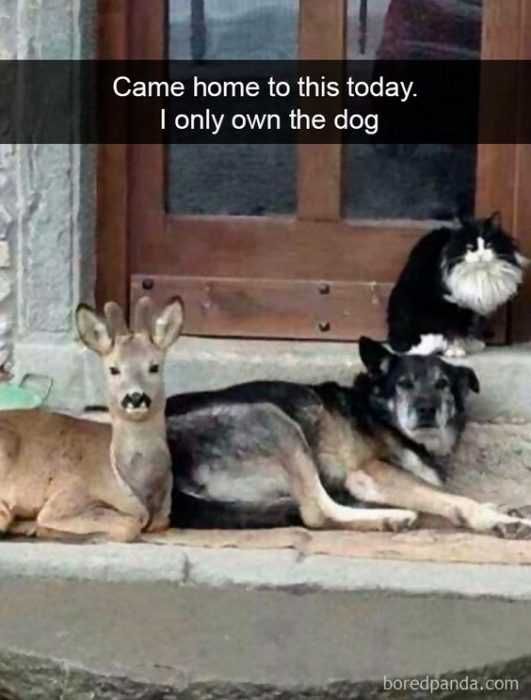 Cat-Only-Own Cat Only Own