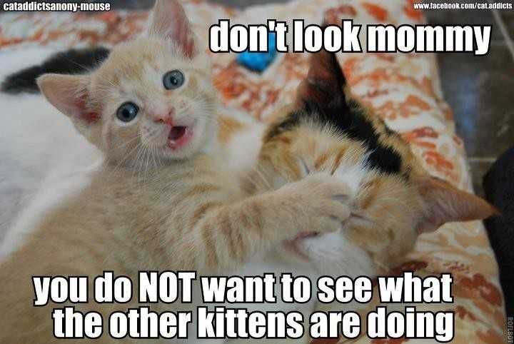 Cat-Other-Kittens Cat Other Kittens