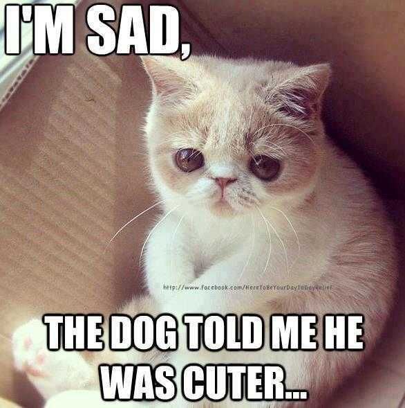 Cat-Told-Me-Cuter Cat Told Me Cuter