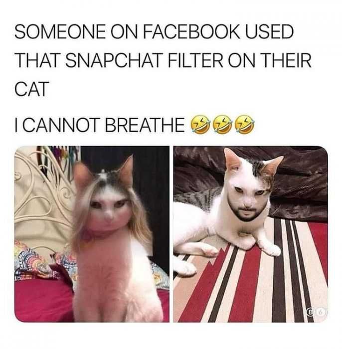 Cat-Used-Snapchat Cat Used Snapchat