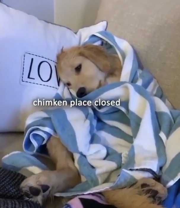 Dog-Chicken-Please Dog Chicken Please