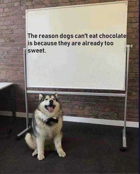 Dog-Chocolate-Too Dog Chocolate Too