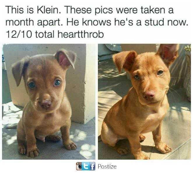 Dog-Heartthrob Dog Heartthrob
