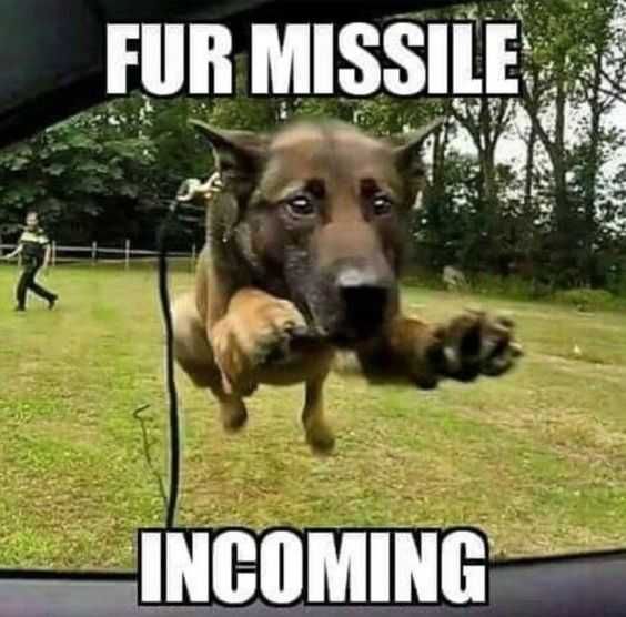 Dog-Incoming Dog Incoming